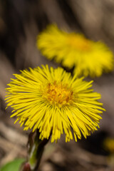 Tussilago farfara, commonly known as coltsfoot is a plant in the groundsel tribe in the daisy family Asteraceae. Flowers of a plant on a spring sunny day