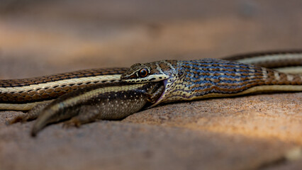 Western Yellow-bellied sand snake feeding on a Striped Skink