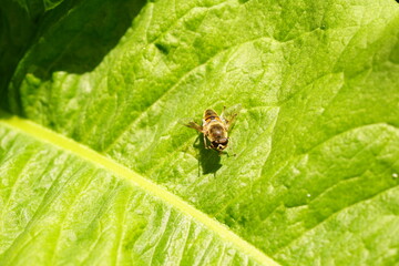 bee on a leaf