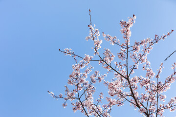 Prunus flowers in full bloom in spring. blue sky, warm sunshine - obrazy, fototapety, plakaty