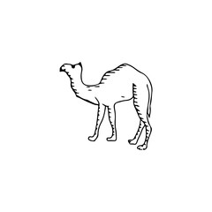 vector illustration of a camel