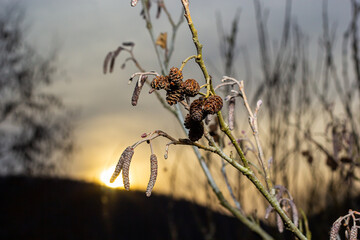Small branch of black alder Alnus glutinosa with male catkins and female red flowers. Blooming alder in spring beautiful natural background with clear earrings and blurred background