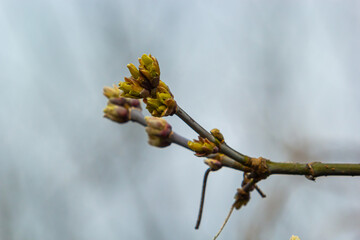 budding buds on a tree branch in early spring macro. Early spring, a twig on a blurred background. The first spring greens
