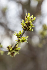 budding buds on a tree branch in early spring macro. Early spring, a twig on a blurred background. The first spring greens