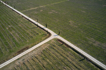 Crossroads road on a vineyard plantation top view. Winter vineyards in Italy aerial view. gravel road on vineyard plantation top view.
