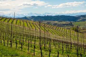 Fototapeta na wymiar Sunny spring landscape in Langhe, Piedmont Italy