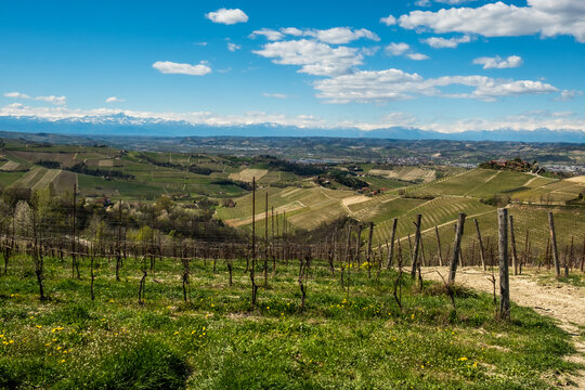 Sunny spring landscape in Langhe, Piedmont Italy