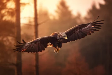 Foto auf Acrylglas Beautiful Eagle. Golden eagle head detail. Aquila chrysaetos. © MD Media