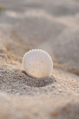 shell on the sand