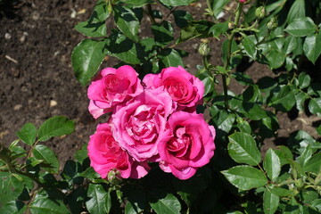 Five  magenta colored flowers of roses in mid June
