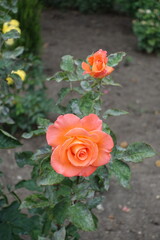 2 salmon pink flowers of roses in mid June