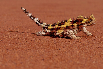 Thorny devil