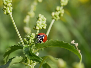 A small red ladybug with black spots crawls on the green grass on a sunny summer day. An insect's journey in a natural environment. A round beetle in a meadow.