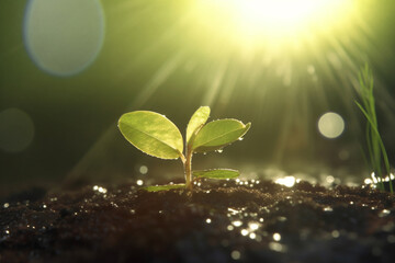 Green Seedling with Coins on the Ground, Eco-Financing and Sustainable Development Concept - obrazy, fototapety, plakaty