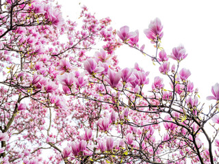 Obraz premium magnolia tree blooming.pink flowers 