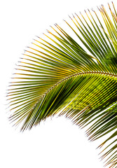 palme de cocotier, fond blanc 