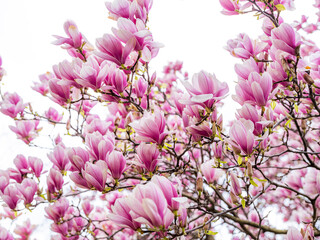 magnolia tree blooming.pink flowers 