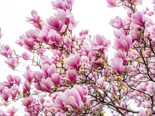 magnolia tree blooming.pink flowers  © babaroga