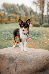 Sheltie puppy on a leash