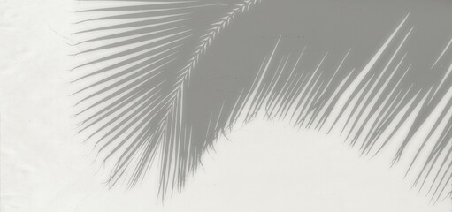 Ombre de palme sur sable