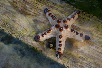 starfish on the beach
