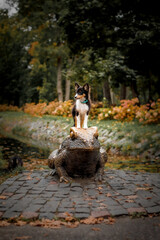 A dog sits on a frog statue in a park.