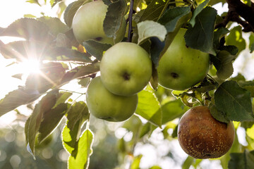 Apple Disease Fungus on Apple Tree. Rotten Apple infected Monilia Fructigena. Selective Focus on  Diseased Apple.