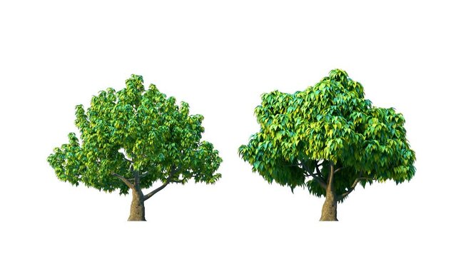 Growing trees isolated with alpha.3D animation growth grow from small to large, Medlar trees animate in the wind include alpha channel tree. Tree isolated Separated with alpha channel.