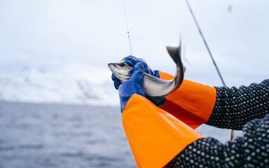 Norway exports thousands of tonnes of cod to the whole world, every year. The fish is especially...