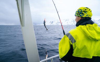 A Norwegian fisherman has caught a large Cod fish, outside of Lofoten, in Norway. He used Herring...