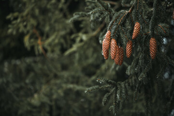 bunch of pinecones on a dark green pine branch. Natural background