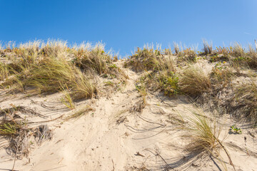 Walking path in the French dunes along the Atlantic coast in the middle of the grass  during a sunny day.