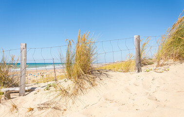 Fototapeta premium French dune landscape along the Atlantic coast with grass on the top during a sunny day