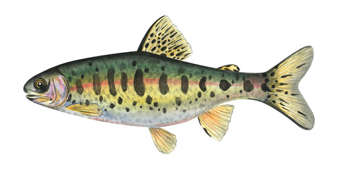 Golden trout. Hand-drawn watercolor illustration with detailed drawing ideal for posters, printing on fisherman souvenirs, menus