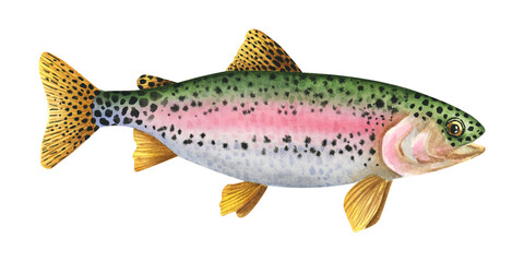 Rainbow trout. Hand-drawn watercolor illustration with detailed drawing ideal for posters, printing on fisherman souvenirs, menus
