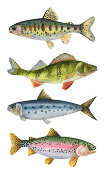 Collection of watercolor fish. Golden trout, perch, sardine, rainbow trout..hand drawn detailed fish