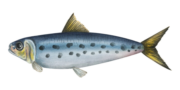 watercolor sardine fish, blue and yellow clip art preview