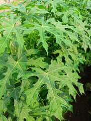 known as chaya, tree amaranth, or amaranth tree, is a large, fast-growing, leafy shrub believed to have originated on the Yucatán Peninsula in Mexico