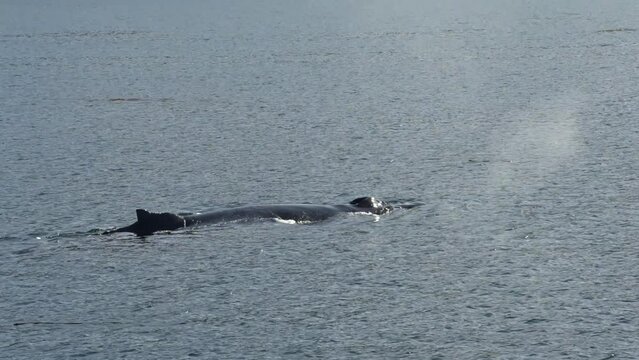 Humpback whale floats to the water's surface. Alaska, USA.