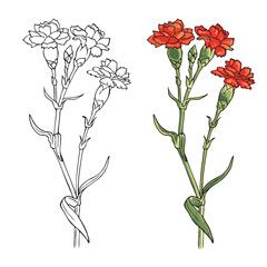 Red carnation flowers watercolor illustration isolated on white background. Hand drawn Red clove flowers. Vector outlines isolated on a white background. Design tattoo For invitations, design element.