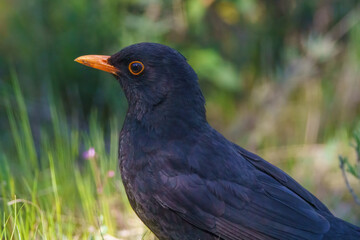 Fototapeta premium Raven perched on the ground foraging and looking at the grass in springtime