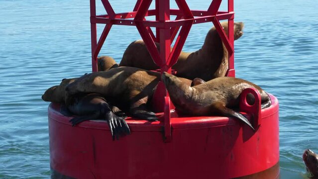 Sea lions on a red buoy in Alaska