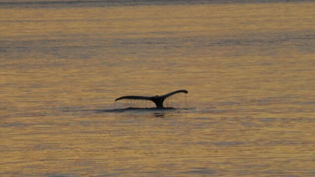 Humpback whale tail coming out of the water in Alaska at sunset