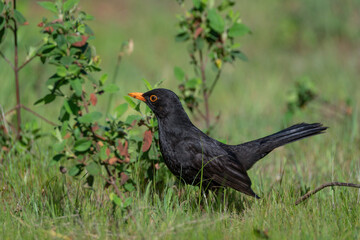 Fototapeta premium Raven perched on the ground foraging and looking at the grass in springtime
