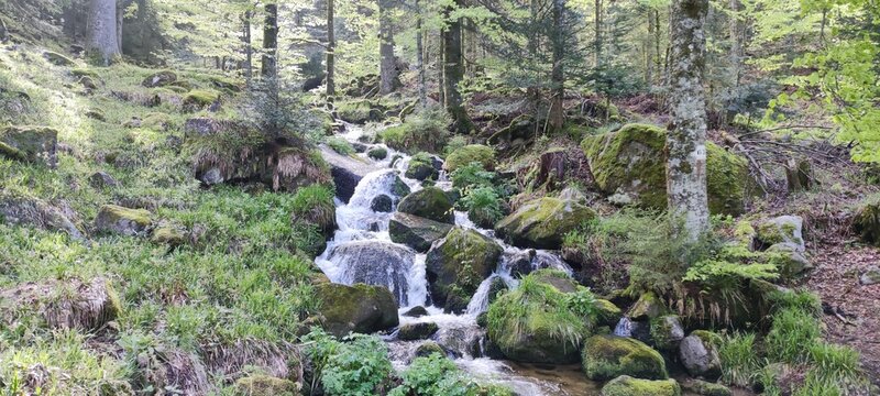 Waterfall in forets