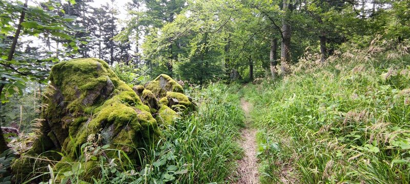 Green Forest