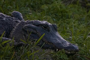 Closeup of an American alligator, Alligator mississippiensis resting its head on the green grass