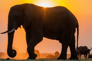 Chobe River Bull Elephant at Sunset