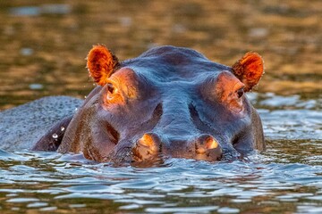 Fototapeta premium Chobe River Hippo Photographed in October 2023