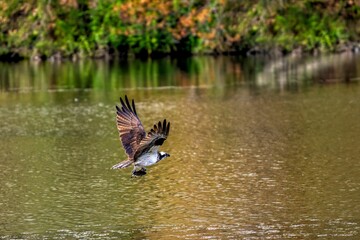 Osprey hunting a fish from the water on a sunny day